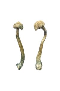Buy Albino Treasure Coast Magic Mushrooms