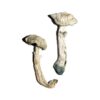Buy Avery’s Albino Magic Mushrooms