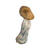 Buy Big Mex Magic Mushrooms