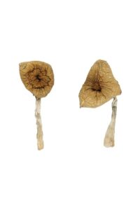 Buy Blue Magnolia Rust Magic Mushrooms