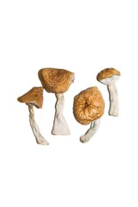 Buy Burmese Magic Mushrooms