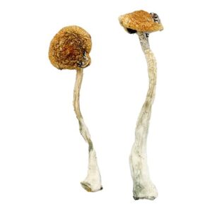 Buy Costa Rican Blue Magic Mushrooms