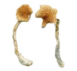 Buy Costa Rican Blue Magic Mushrooms