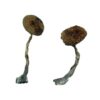 Buy Costa Rican Magic Mushrooms