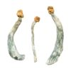 Buy Creeper Magic Mushrooms