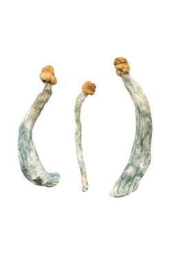 Buy Creeper Magic Mushrooms