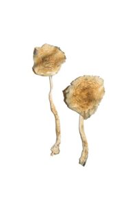 Buy Cuban Magic Mushrooms
