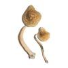 Buy Cuban Magic Mushrooms
