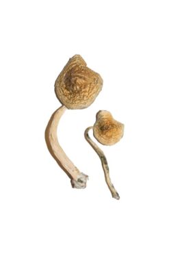 Buy Cuban Magic Mushrooms