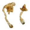 Buy Entheogen Explosion Magic Mushrooms