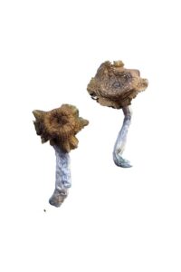 Buy Florida White (F+) Magic Mushrooms