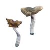 Buy Florida White (F+) Magic Mushrooms