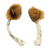 Buy Ghelga Magic Mushrooms