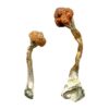 Buy Golden Emperor Magic Mushrooms