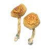 Buy Golden Mammoth Magic Mushrooms