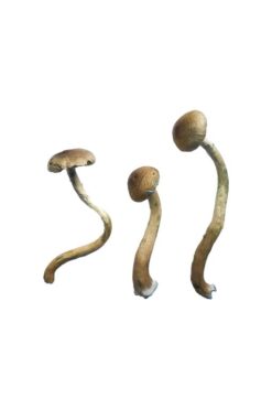 Buy Golden Teacher Special Magic Mushrooms