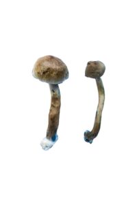 Buy Golden Teacher Special Magic Mushrooms