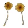 Buy Guadalajara Mexico Magic Mushrooms