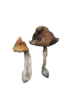 Buy Hawaiian Magic Mushrooms
