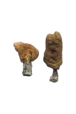Buy Hawaiian Magic Mushrooms