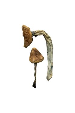 Buy Jedi Mind Fuck Magic Mushrooms