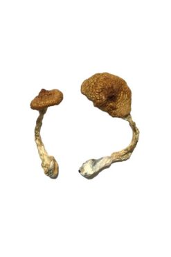 Buy Koh Samui Super Strain Magic Mushrooms