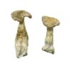Buy Leucistic Burma Magic Mushrooms