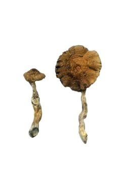 Buy Lizard King Magic Mushrooms