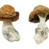 Buy Makilla Gorilla Magic Mushrooms