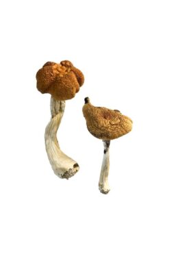 Buy Malaysian Magic Mushrooms