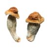 Buy Melmac (Homestead Penis Envy) Magic Mushrooms