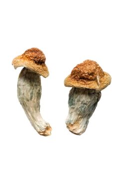 Buy Melmac (Homestead Penis Envy) Magic Mushrooms
