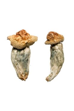 Buy Melmac (Homestead Penis Envy) Magic Mushrooms