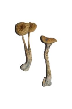 Buy Penis Envy 6 (PE6) Magic Mushrooms