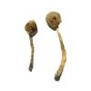 Buy Rusty Whyte Magic Mushrooms