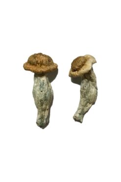 Buy Shepherds Cut Penis Envy Magic Mushrooms