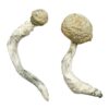 Buy Featured Special ‘Half Oz’ Magic Mushrooms (14 grams)