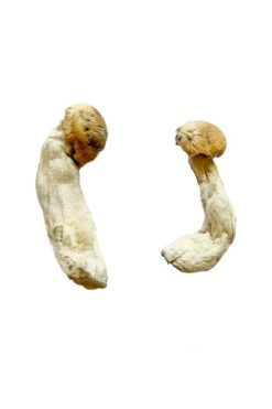 Buy Yeti Magic Mushrooms