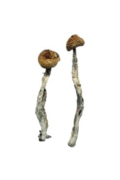 Buy Z-Strain Magic Mushrooms