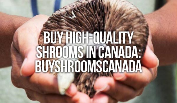 Buy High-Quality Shrooms In Canada: BUY SHROOMS CANADA