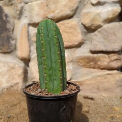 Buy Trichocereus Pachanoi | San Pedro Cactus